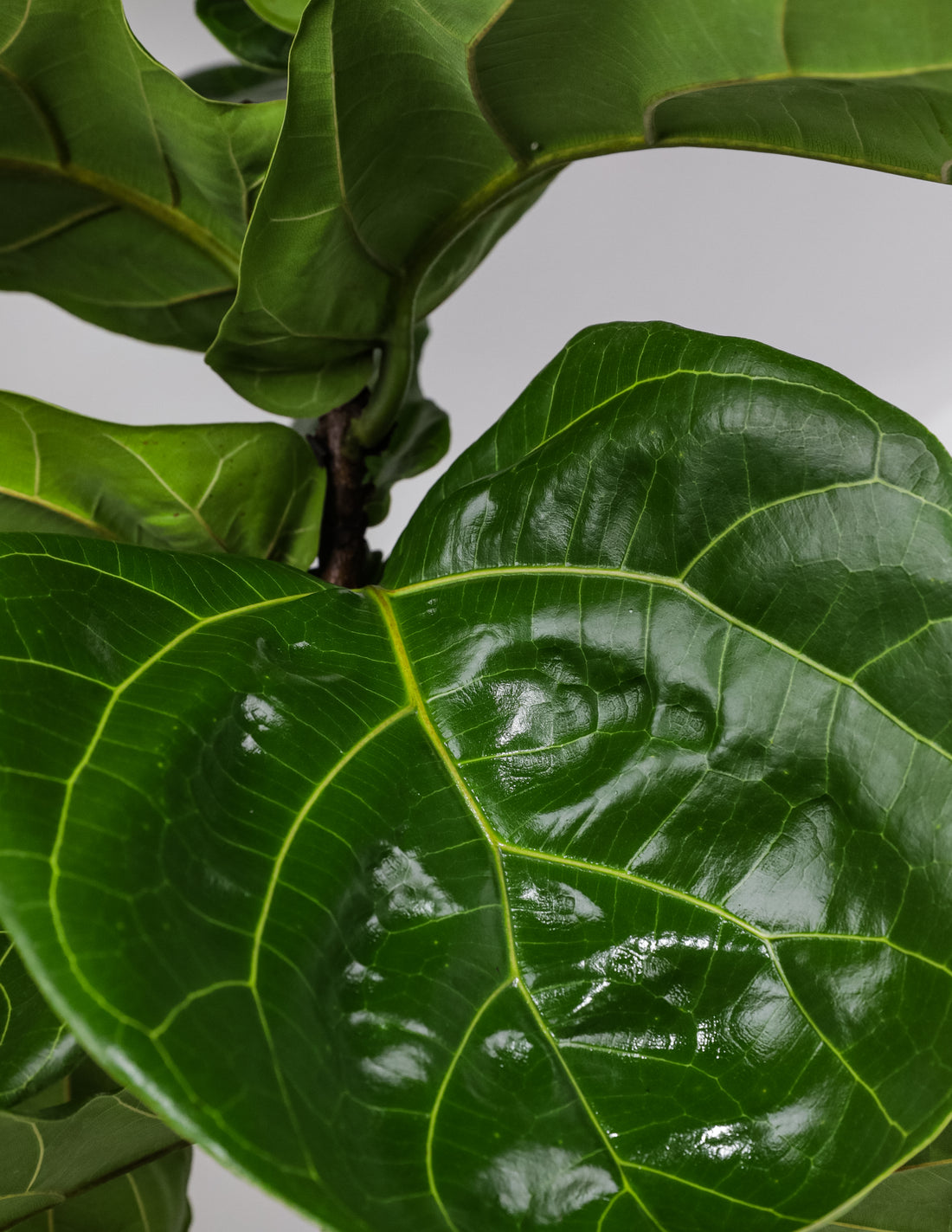 Ficus Lyrata Tree Form Double, Fiddle Leaf Fig Tree