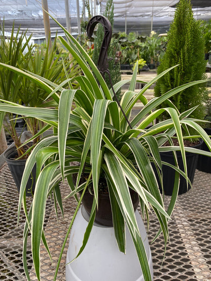 variegated purple spider plant Spider Plant, Spider Ivy, Ribbon Plant in Hanging Basket
