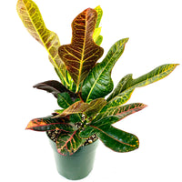 Croton Magnificent, Live Plant Indoor or Outdoor