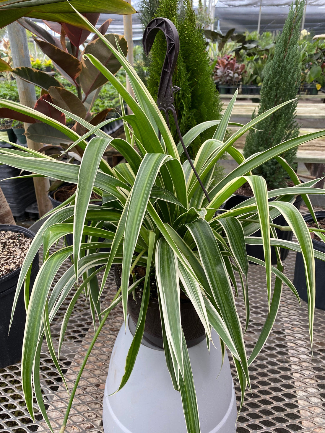 Spider Plant, Spider Ivy, Ribbon Plant in Hanging Basket