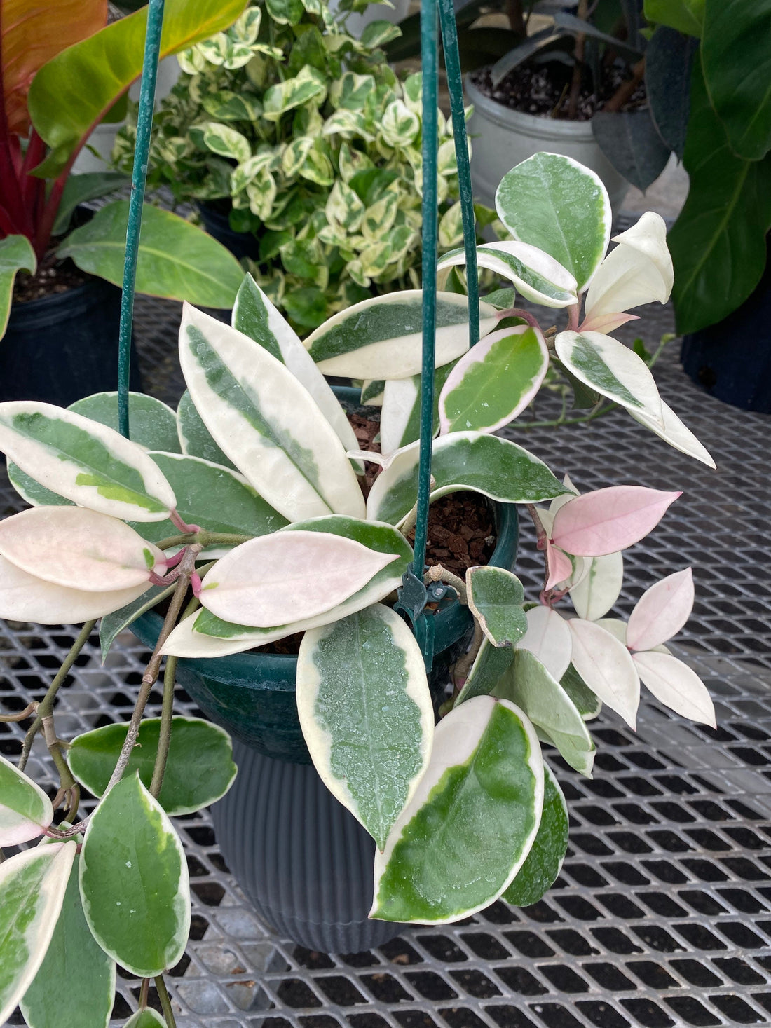 Hoya Krimson Queen in Hanging Basket, Hoya Carnosa Variegated