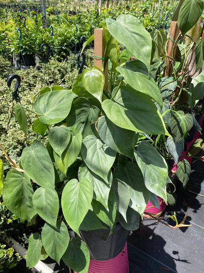 close outside view of Philodendron Heart Leaf in Trellis, Live Sweetheart Plant