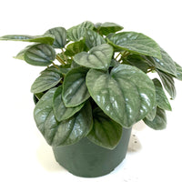 Peperomia Frost, 6in Deco Pot, Live Tropical Plant