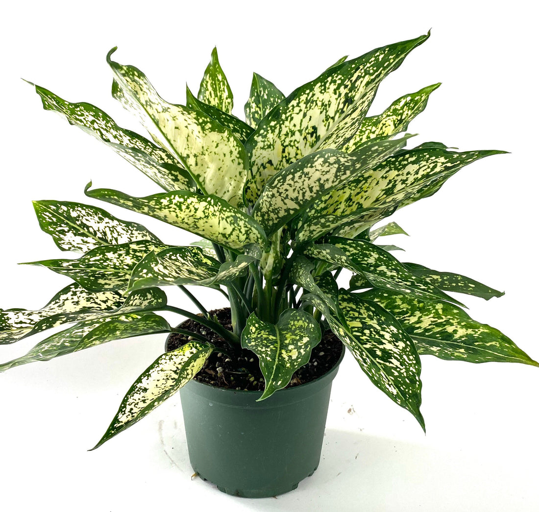 Aglaonema White Dalmation Chinese Evergreen