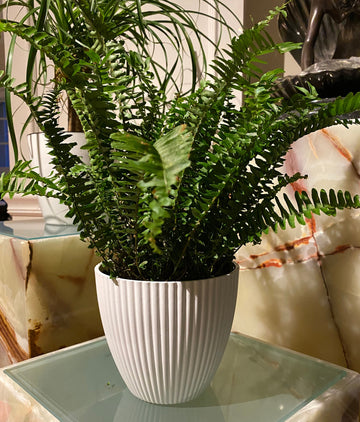 Kimberly Queen Fern, 6in Deco Planter