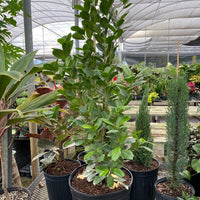 Ficus Moclame Bush, Ficus Microcarpa Daniella