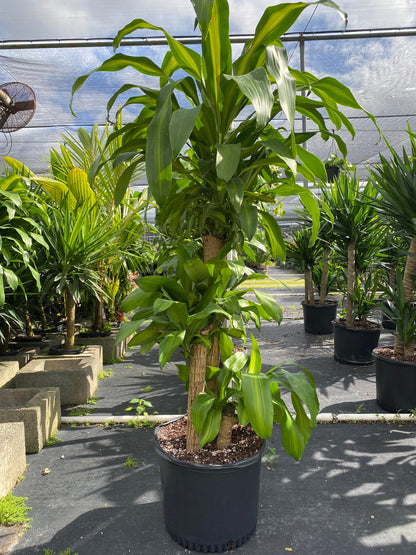 mojave dracaena Dracaena Mass Cane Corn Plant Massangeana, 2 Stem Staggered