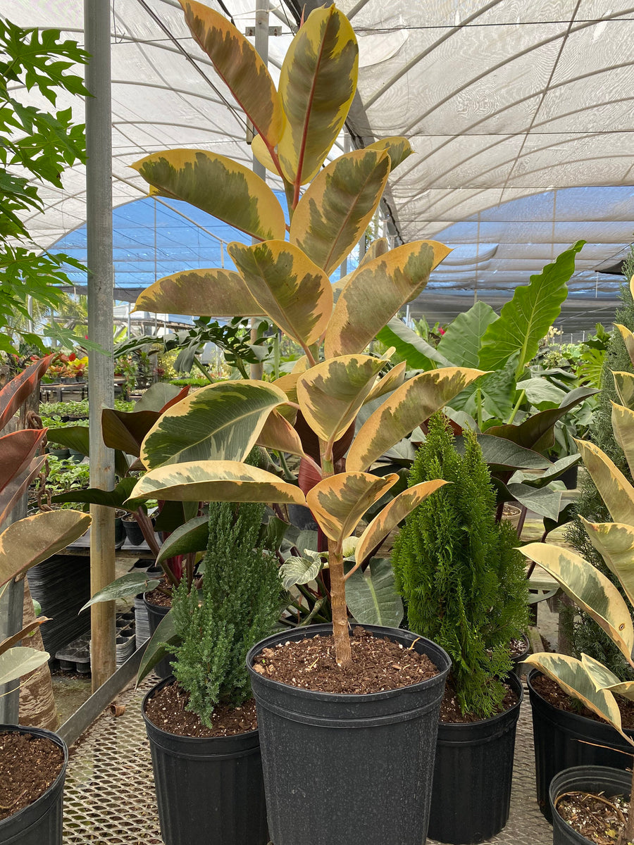 Ficus Tineke Tree Form Single, Variegated Elastica Rubber Tree Decora