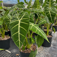 Alocasia Frydek, Green Velvet Elephant Ear Plant