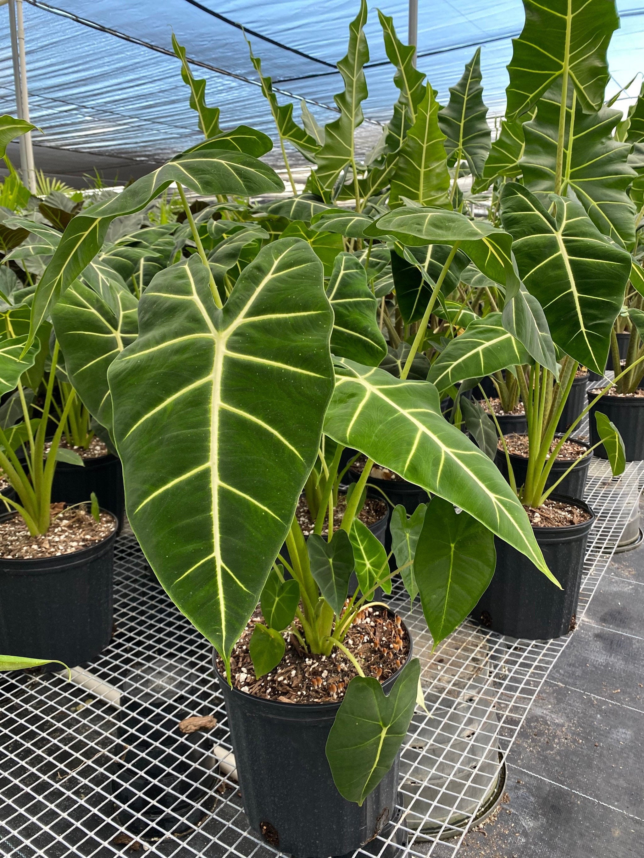 Alocasia Frydek, Green Velvet Elephant Ear Plant – Eureka Farms