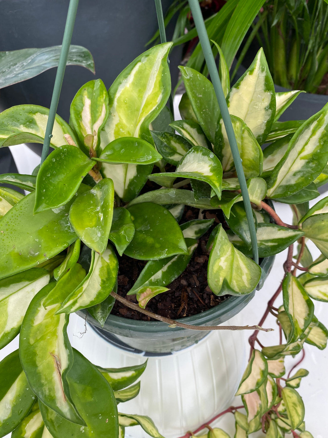 upper view of Hoya Tri-color Variegata in Hanging Basket