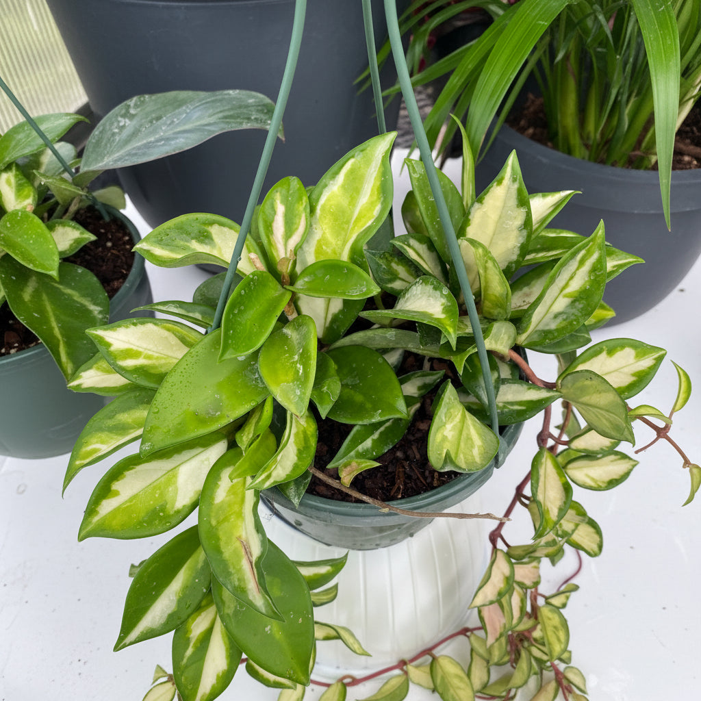 upper view of Hoya Tri-color Variegata in Hanging Basket