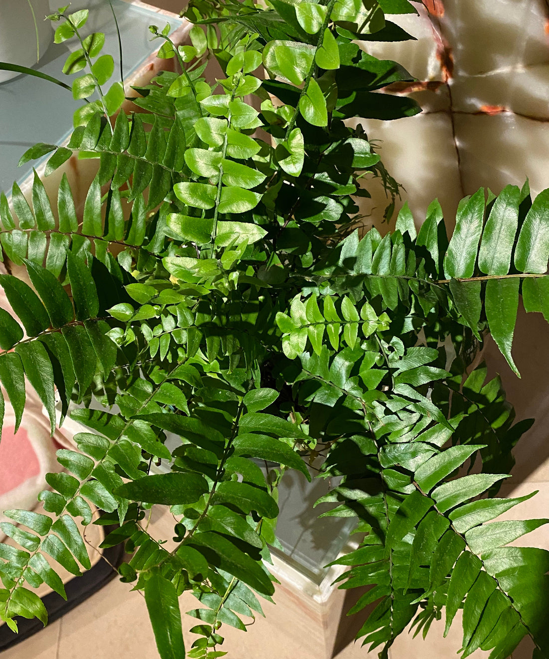 leaves of Fern Macho Giant Sword Fern