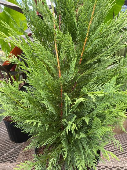 Leyland Cypress Fastest Growing Tree close view