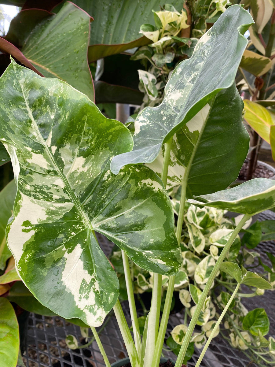 Alocasia Macrorrhiza Variegata, Collectors Rare And Exotic.