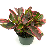 Peperomia Rainbow Ginny, 6in Deco Pot, Live Indoor Plant, 12-14in Overall Height