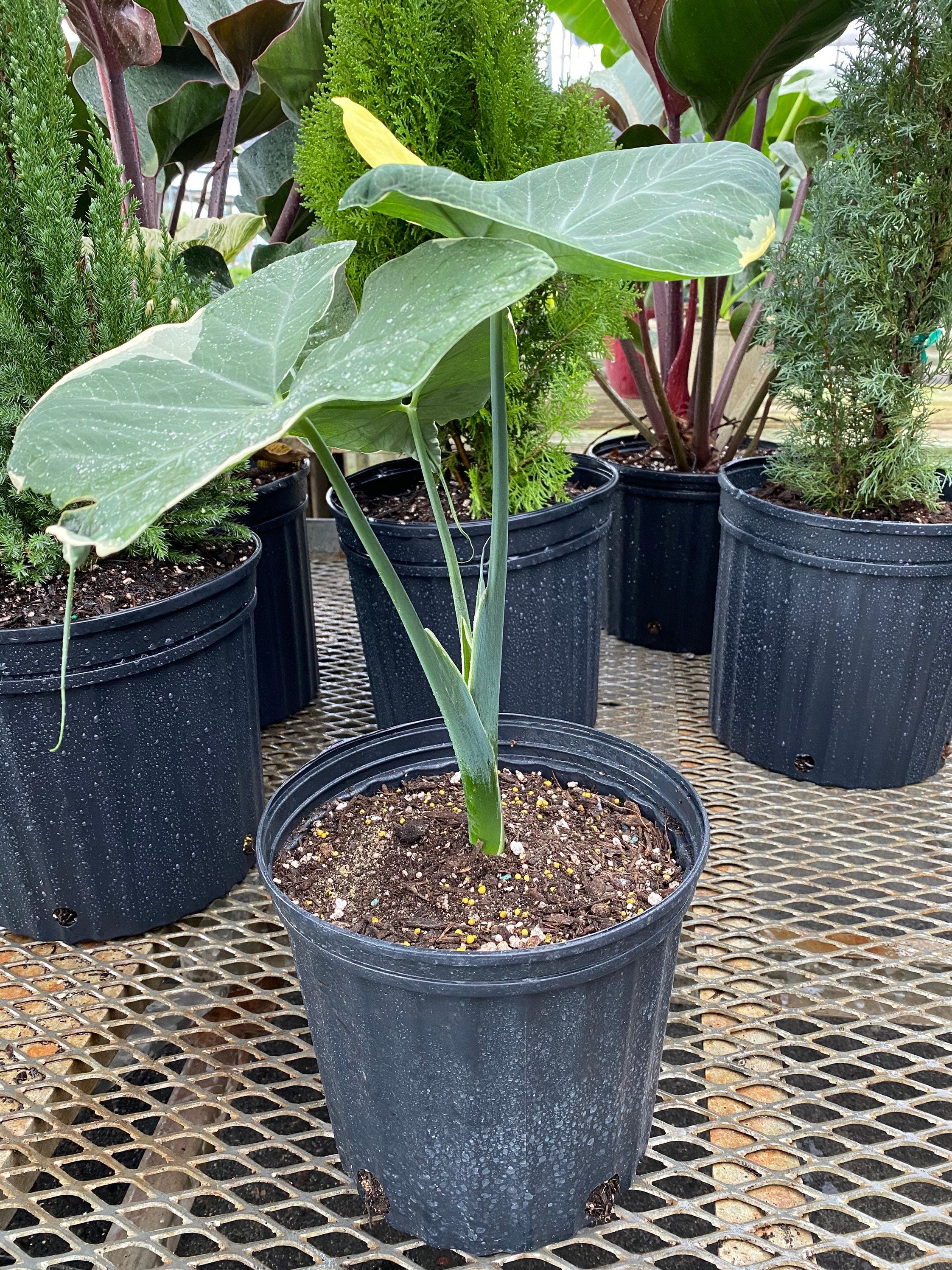 giant elephant ear plant in pots Alocasia Mickey Mouse, Xanthosoma Variegata Stingray, Elephant Ears Live Indoor Plant