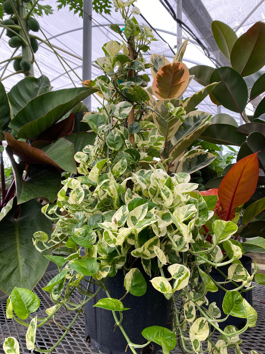 Pothos N'joy, Pearls and Jade in Trellis, Devil’s Ivy Variegated