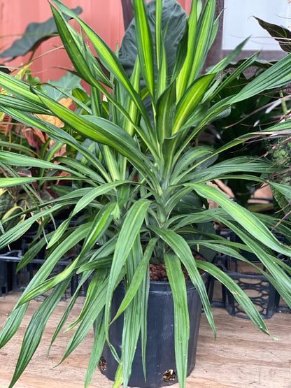 dracaena dere Buy Dracaena Rikki, Madagascar Dragon Tree