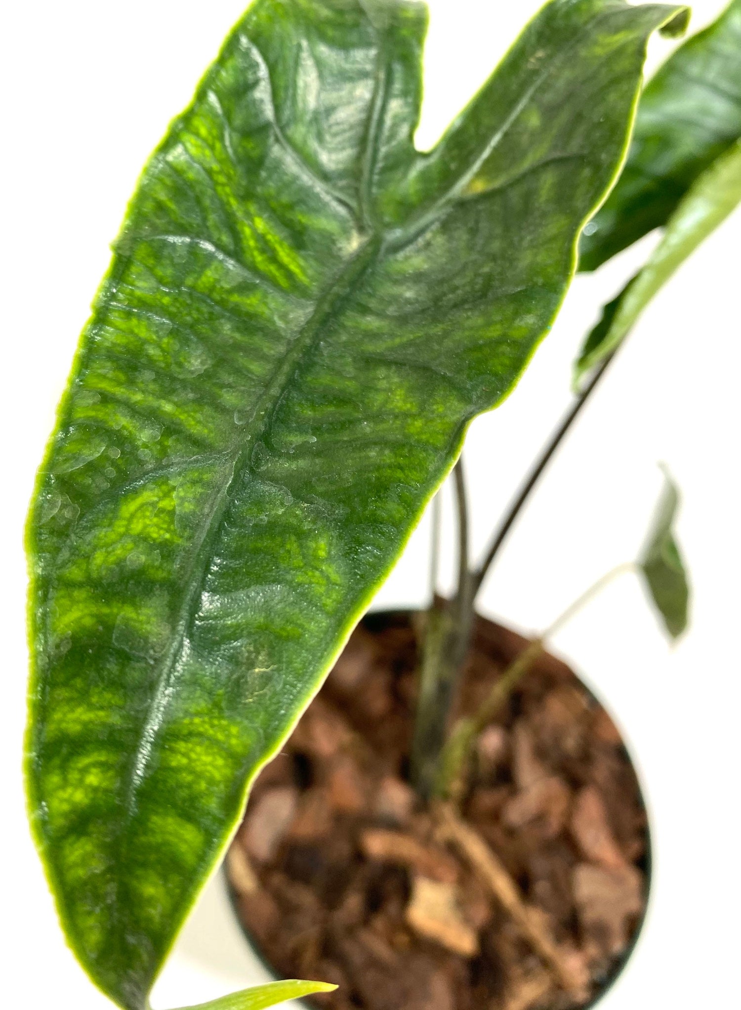Alocasia Zebrina Reticulata, Collector Exotic Live Tropical Plant