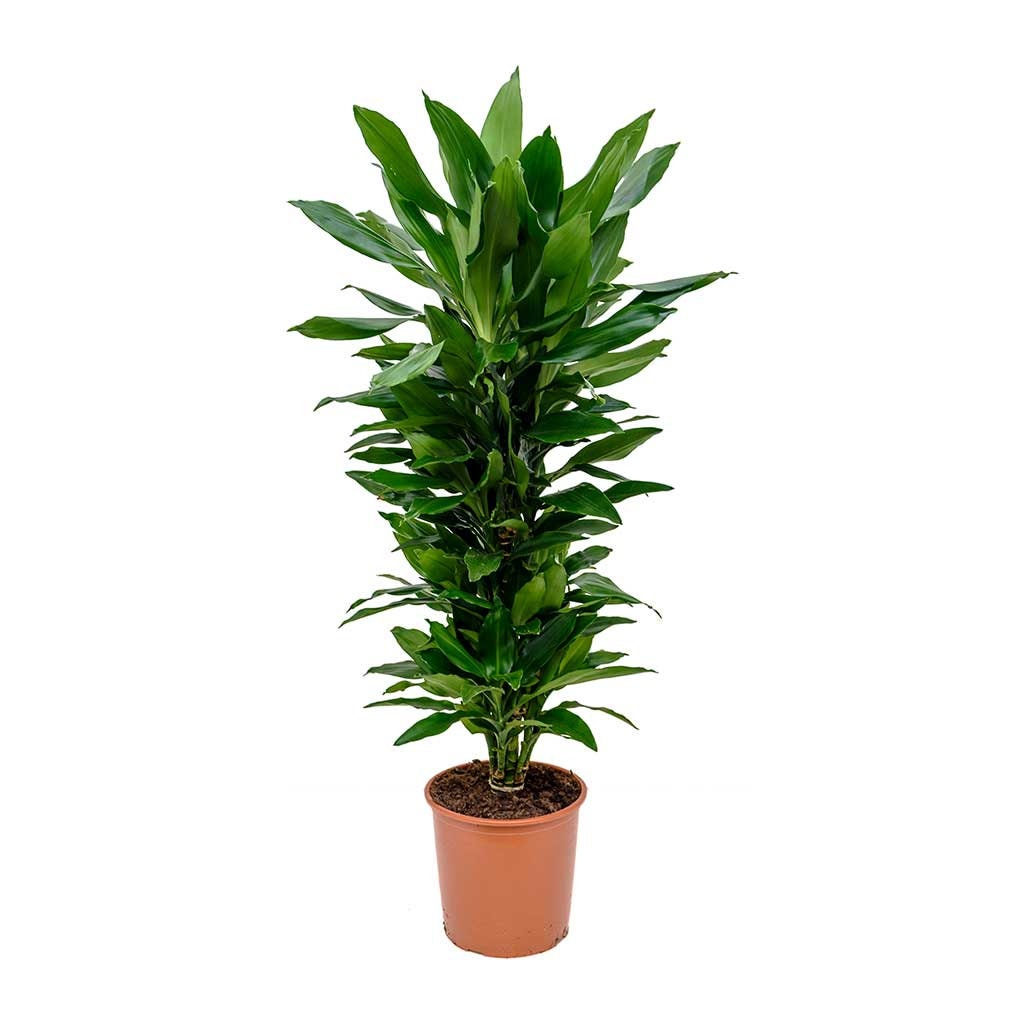 Dracaena Janet Lind Steudneri