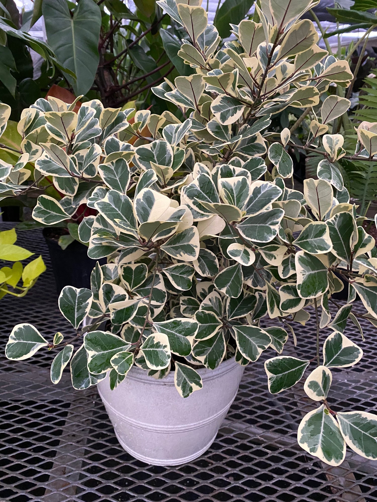 is ficus triangularis an indoor plant Ficus Triangularis Variegata, Bush Form Live Tropical Plant
