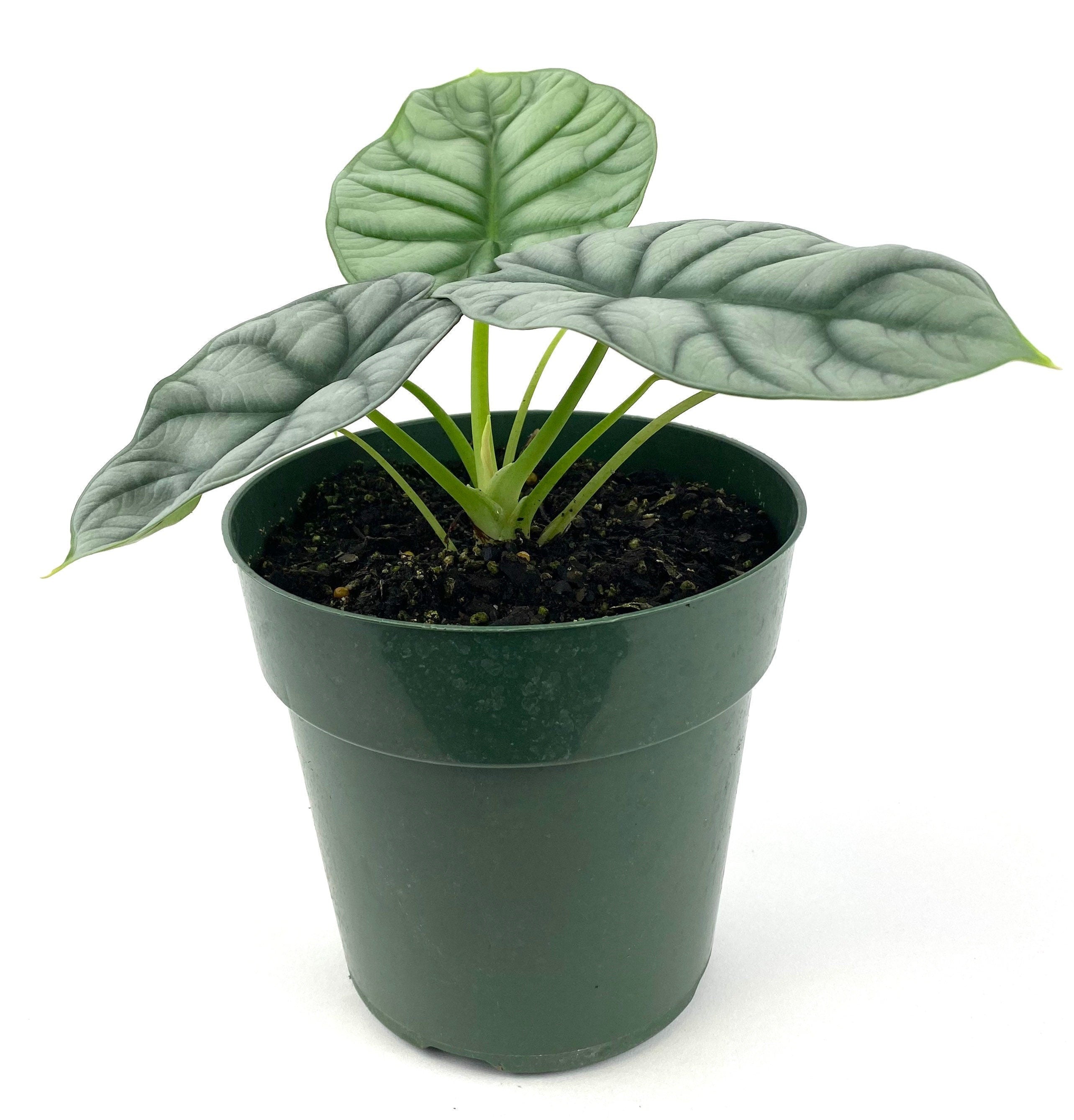silver indoor plant Alocasia Baginda Silver Dragon