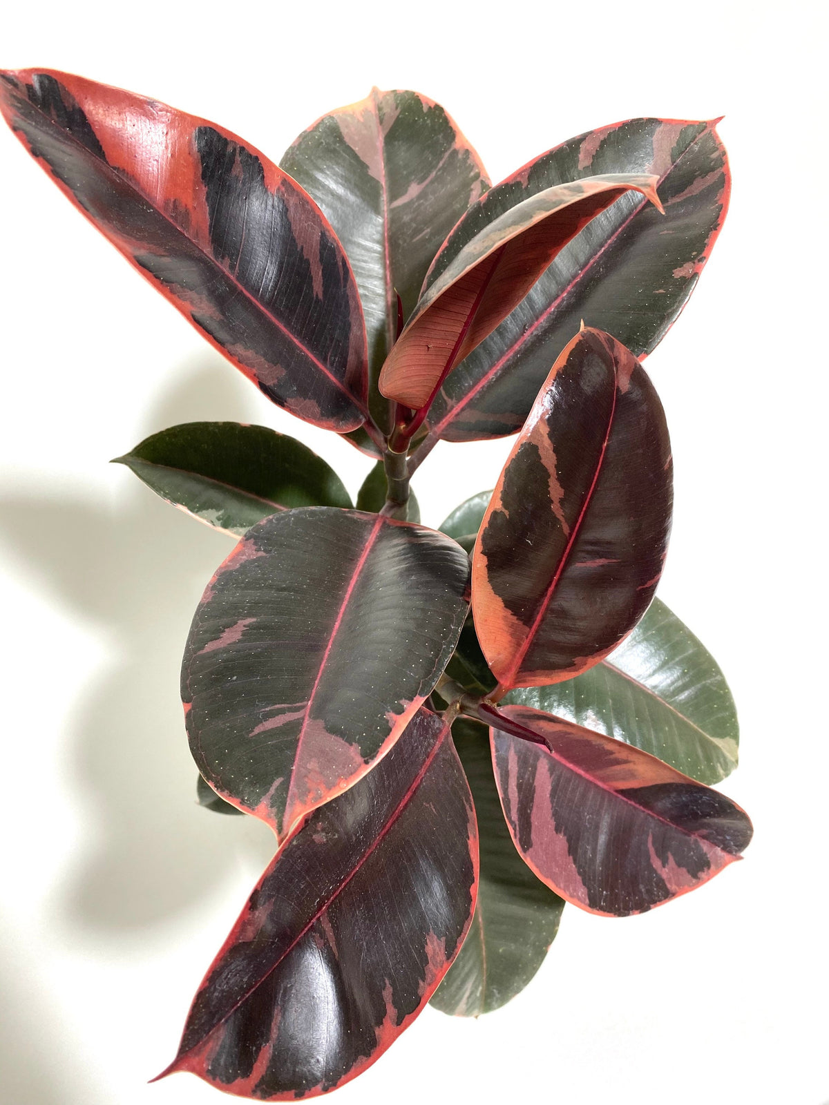 10 Inch Ficus Ruby Explore the Collection of Ficus Ruby Bush | Eureka Farms