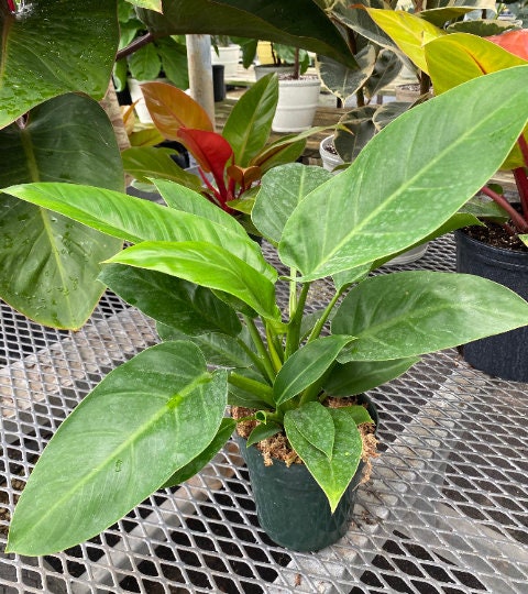 leaves of Philodendron Imperial Green