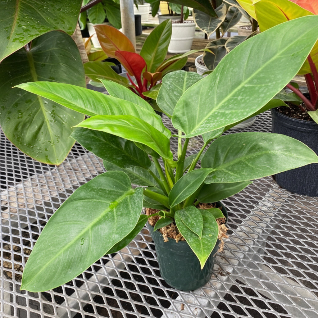 Philodendron Green Princess