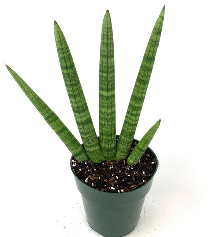 sansevieria cylindrica vs starfish Sansevieria Starfish, Snake Plant, Deco Pot