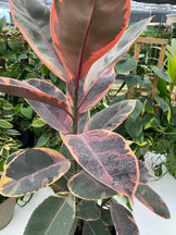 Ficus Ruby Bush, Rubber Tree Live Plant Indoor Air Purifier – Eureka Farms