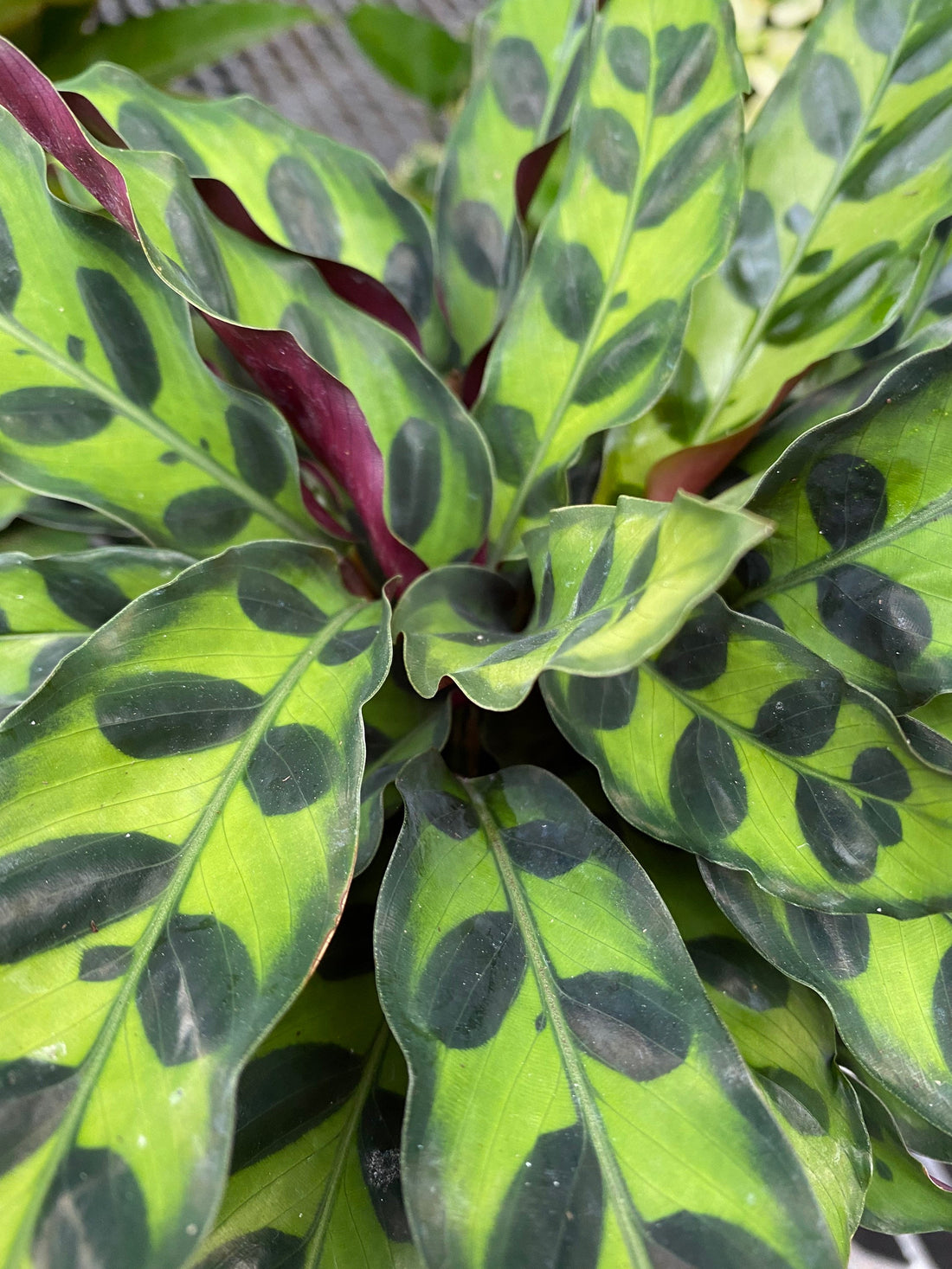 Calathea RattleSnake Prayer Plants