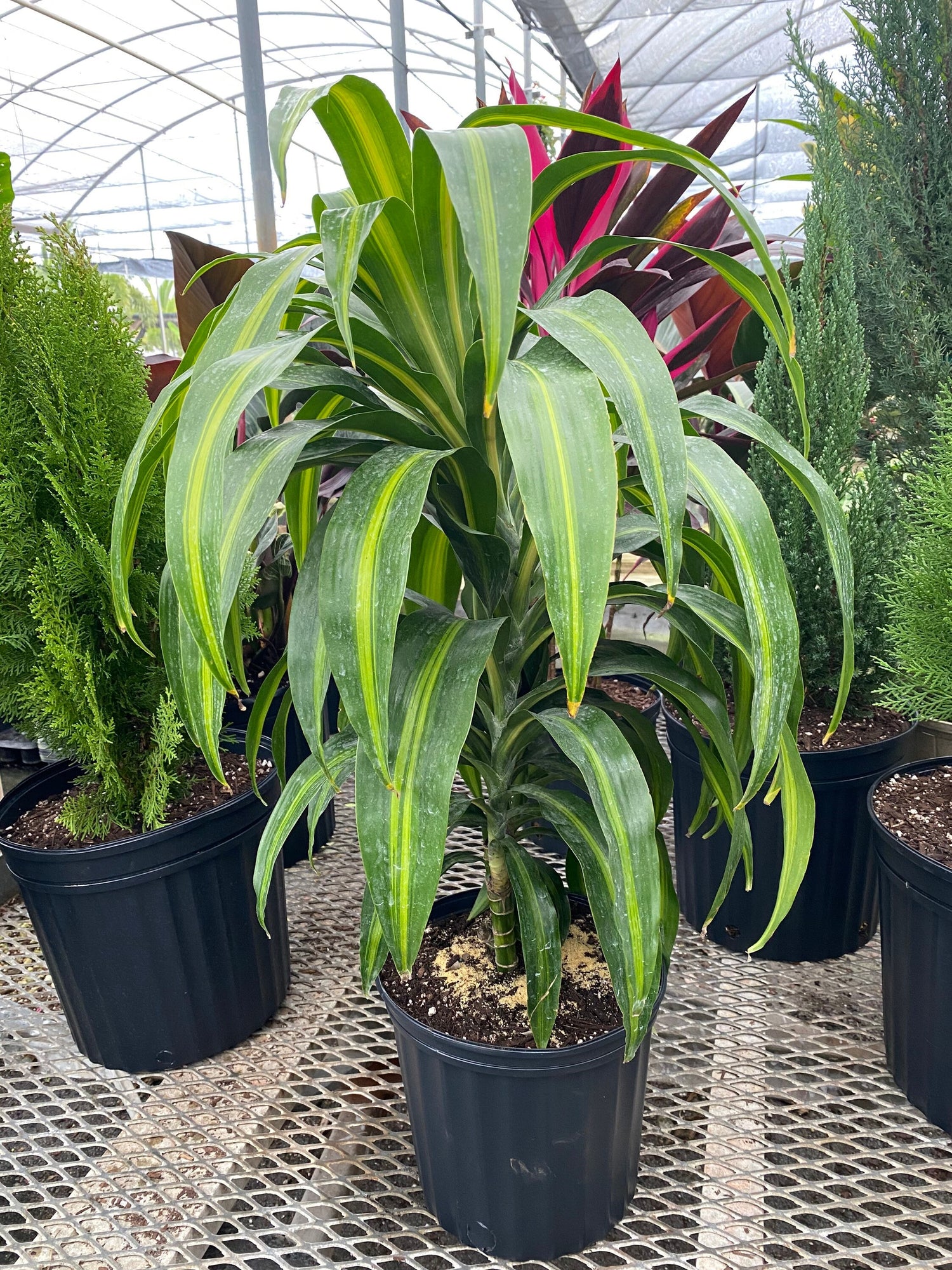 Dracaena Fragrans - 'Hawaiian Sunshine' - 24cm Pot - Altura 130-140cm