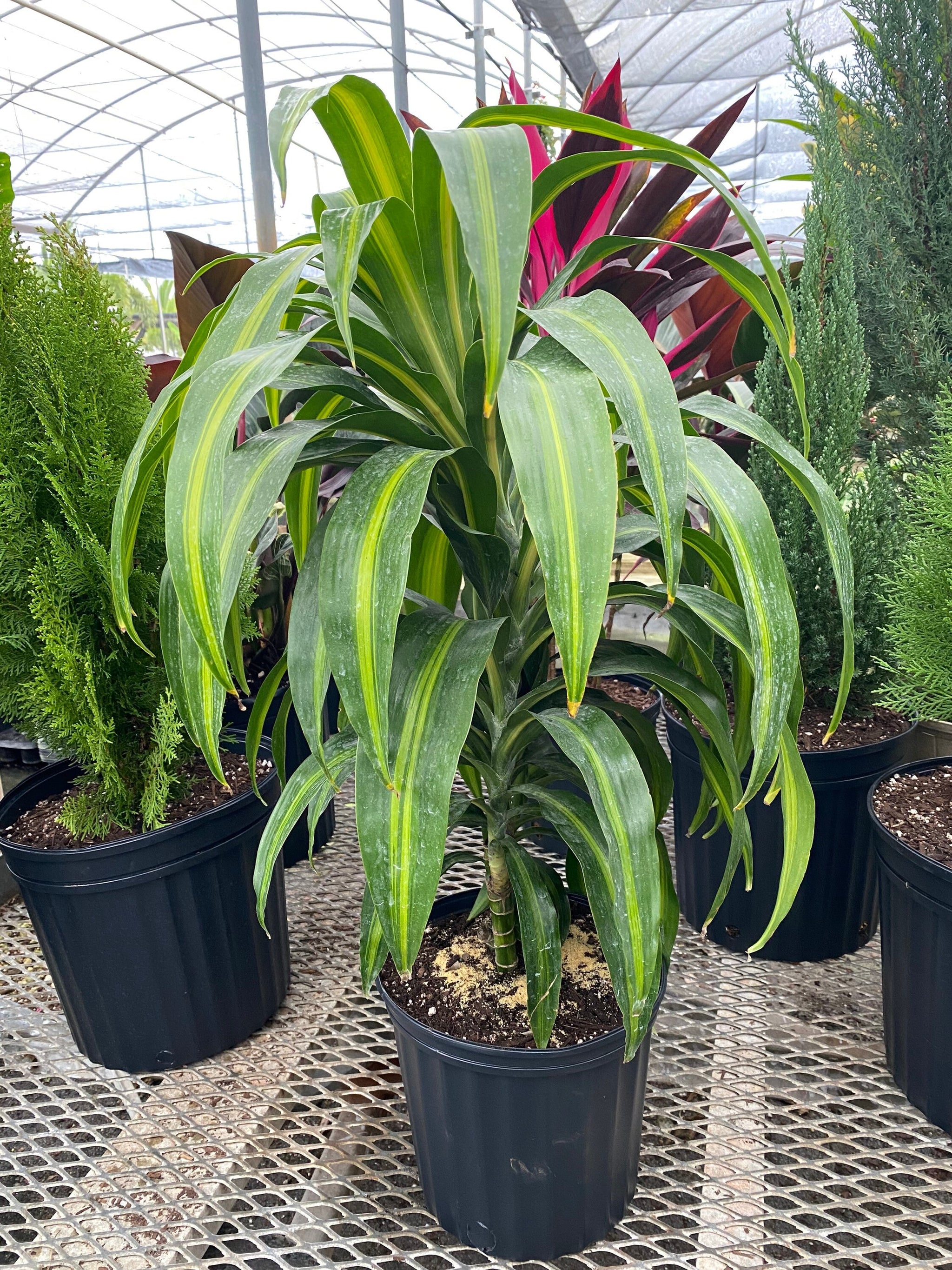Dracaena Hawaiian Sunshine