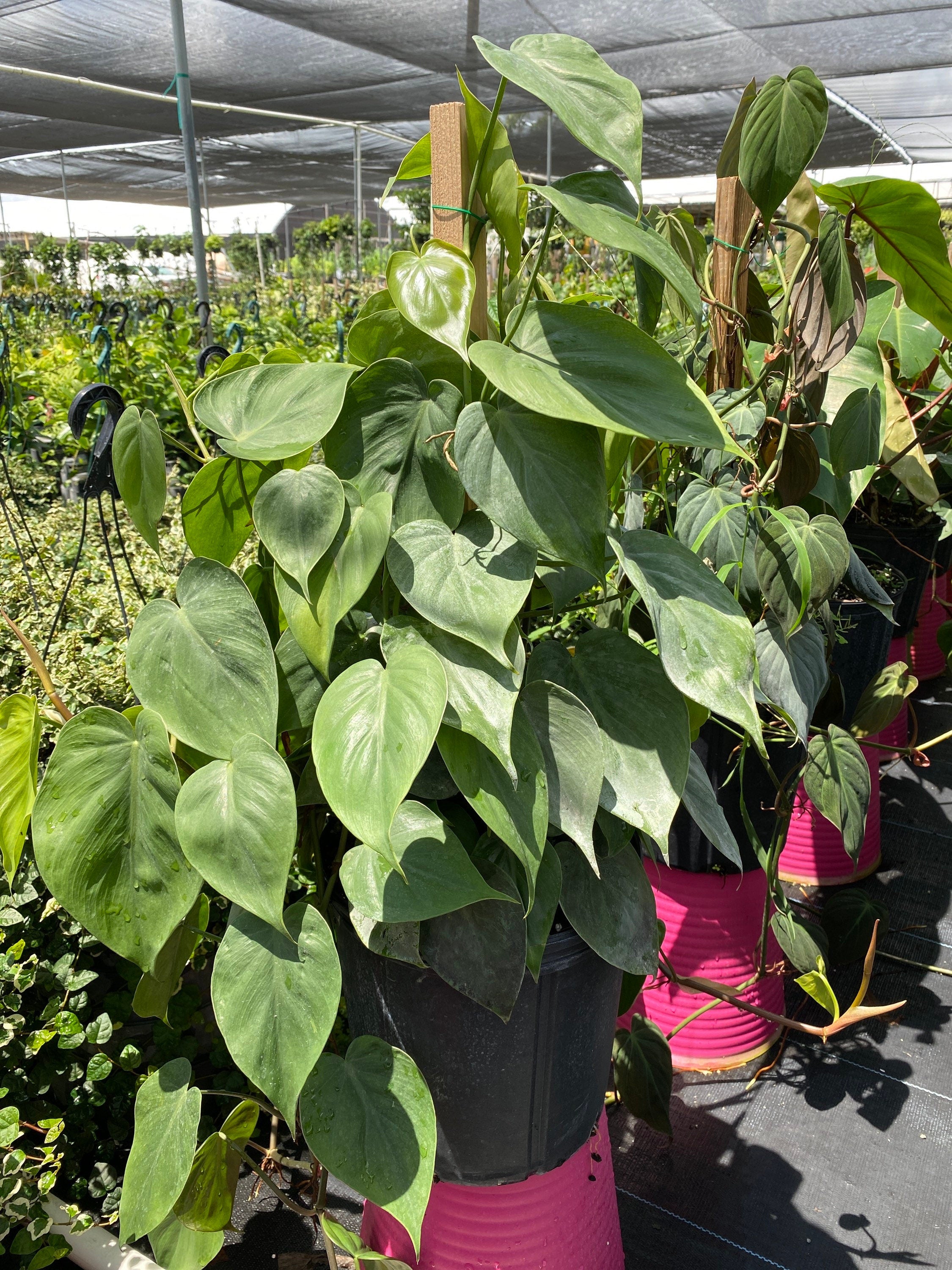 Philodendron Heart Leaf in Trellis, Live Sweetheart Plant nursery view