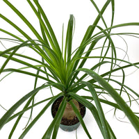 Palm Ponytail Mexican, Elephant Foot Live Plant