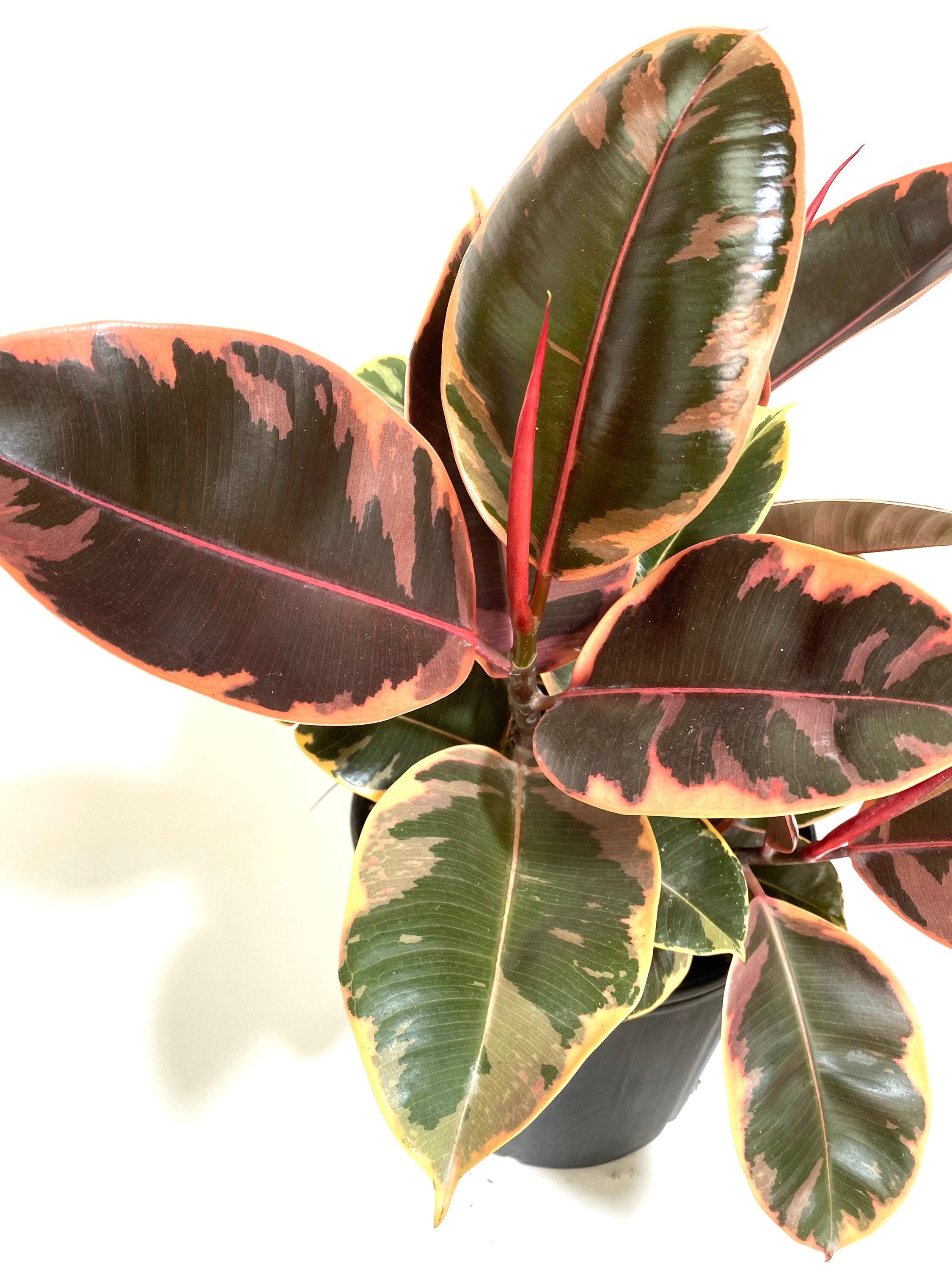Ficus Ruby Tree Form 2-Stem, Rubber Tree Live Plant Indoor Air Purifie ...