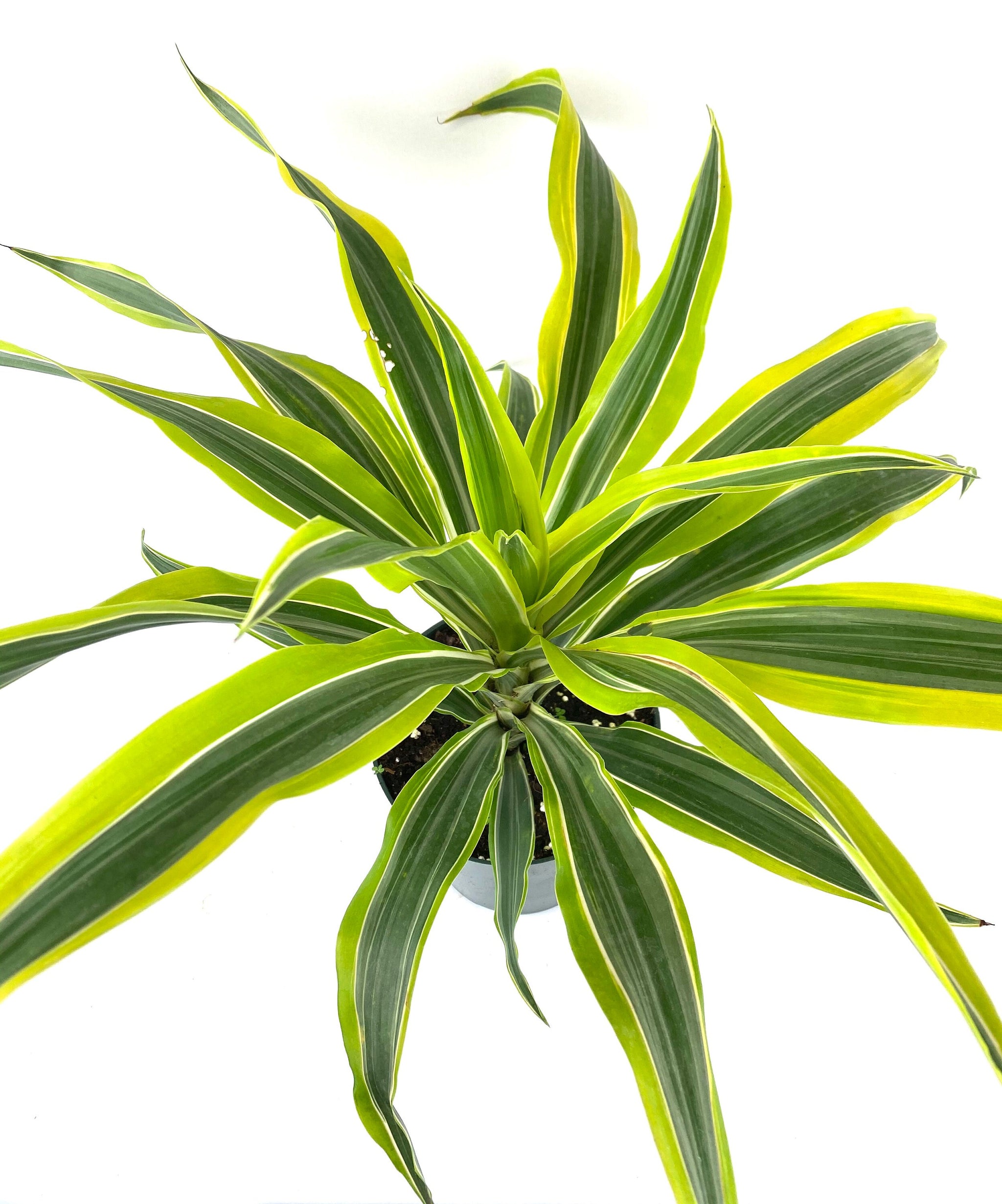 Dracaena Warneckii, Lemon Lime Dragon Tree – Eureka Farms