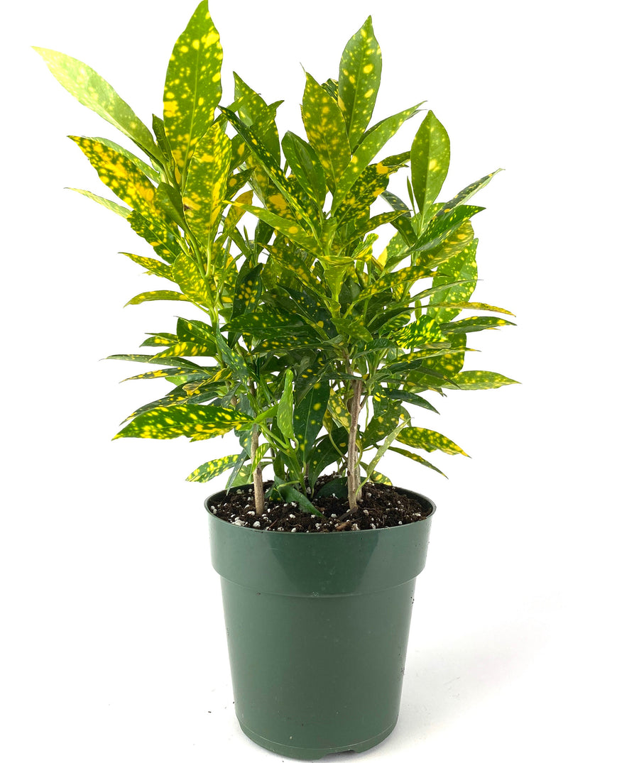 Croton Gold Dust, Live Tropical Plant indoor or Outdoor