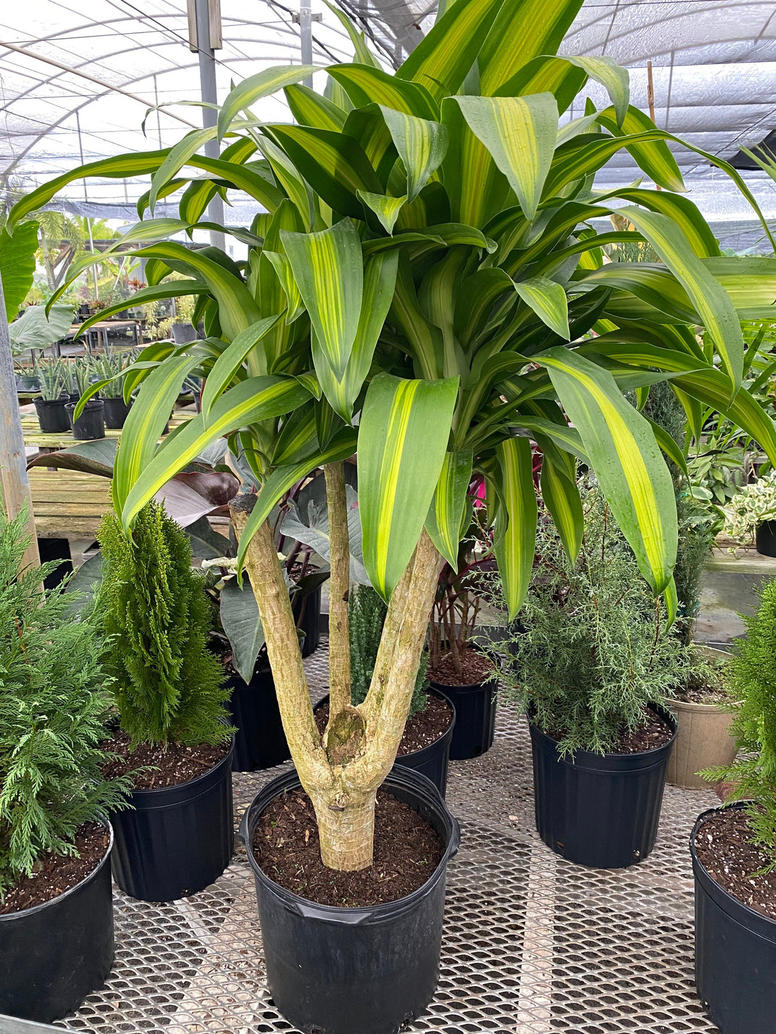 Dracaena Massangeana Mass Cane Stump Form, Corn Plant