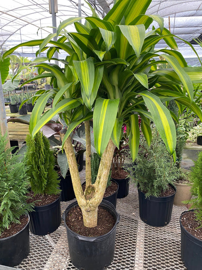 fancy dracaena mass cane Dracaena Massangeana Mass Cane Stump Form, Corn Plant