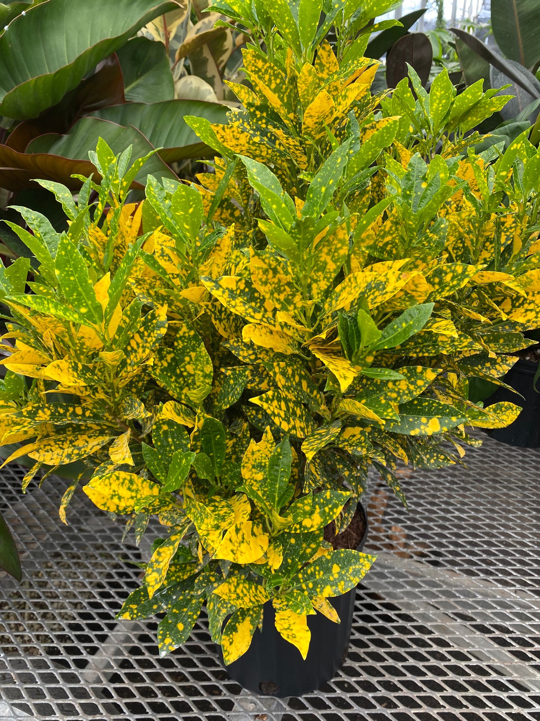 Explore our Croton Gold Dust Eureka Farms