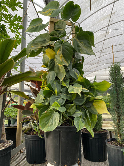 Philodendron Brazil in Trellis, Live Tropical Plant Vine in nursery
