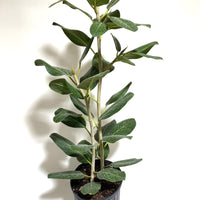 Ficus Audrey Tree Form Double, Ficus Benghalensisis Bengal Fig
