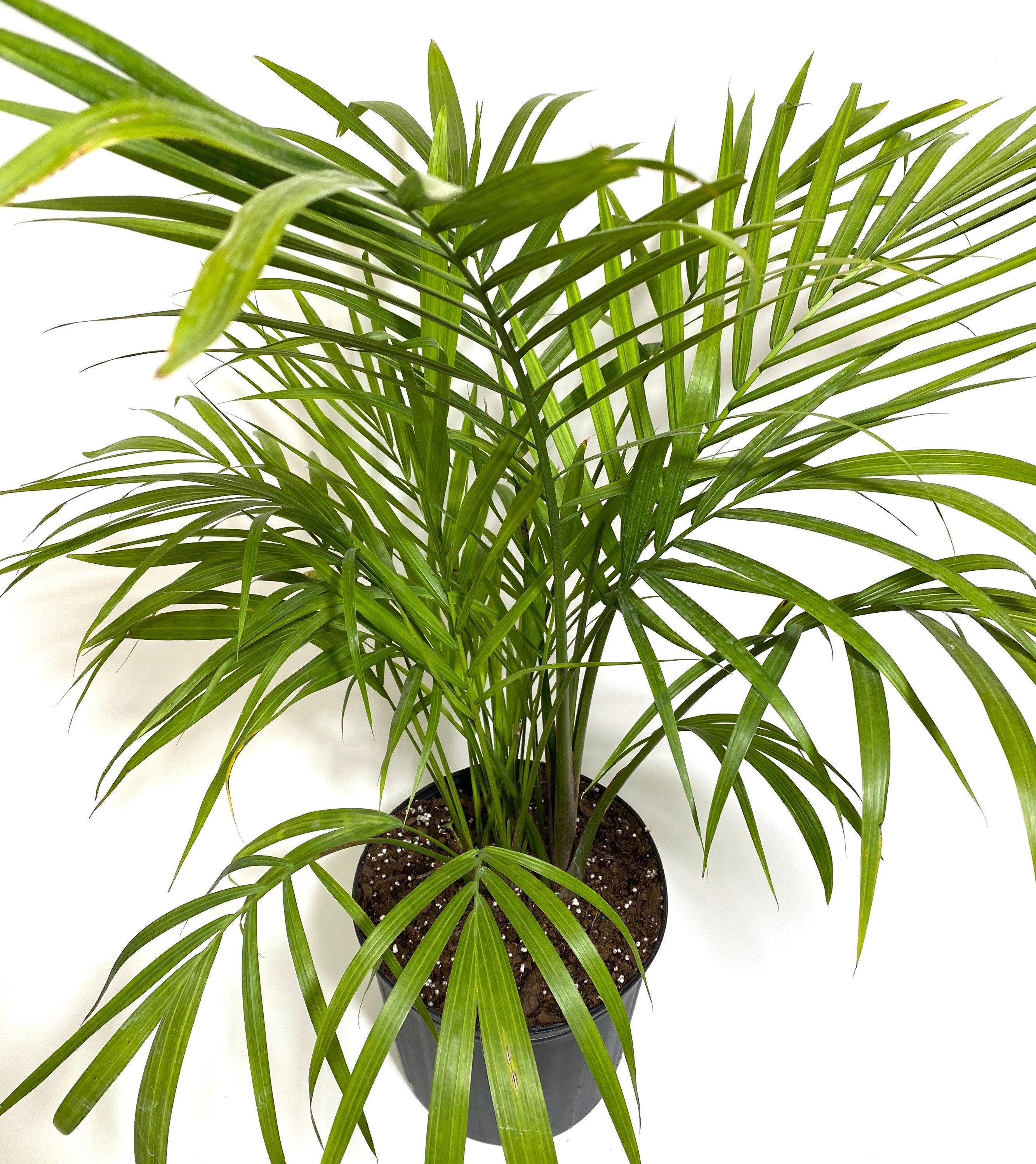 Palm Majesty Palm, 2gal Pot, 37-42in Overall Height, Ravenea Rivularis Live Plant, Indoor fashion Air Purifier