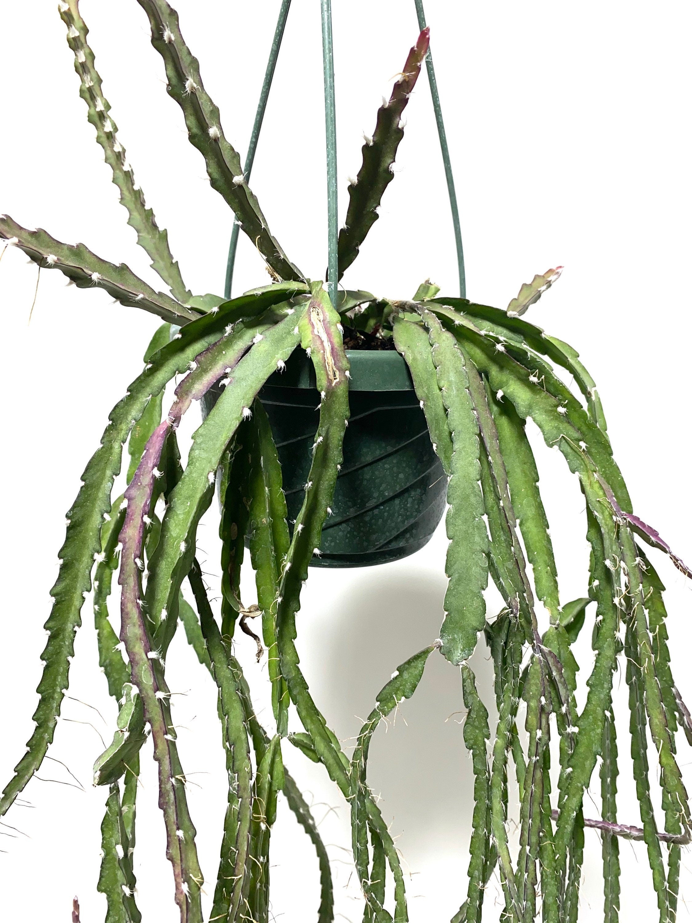 hanging cactus plants Lepismium Cruciforme Purple, Hurricane Cactus, Stunning Hanging Plant Vines