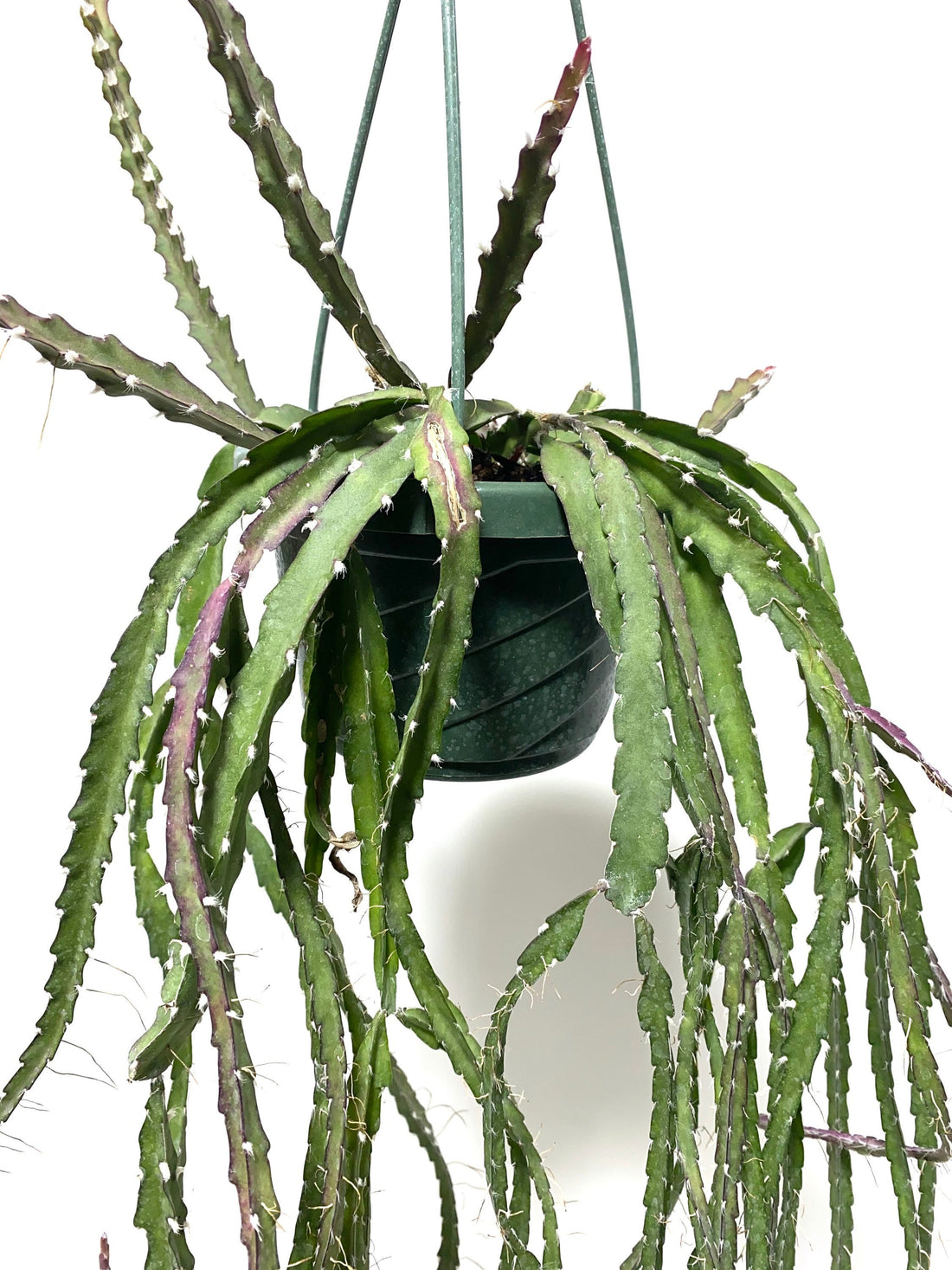 Lepismium Cruciforme Purple, Hurricane Cactus, Stunning Hanging Plant Vines