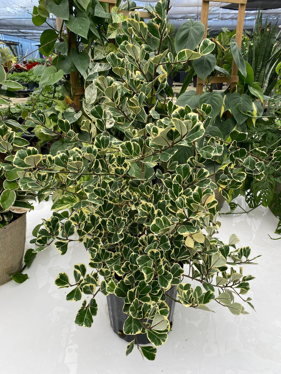 Ficus Triangularis Variegata, Bush Form Live Tropical Plant