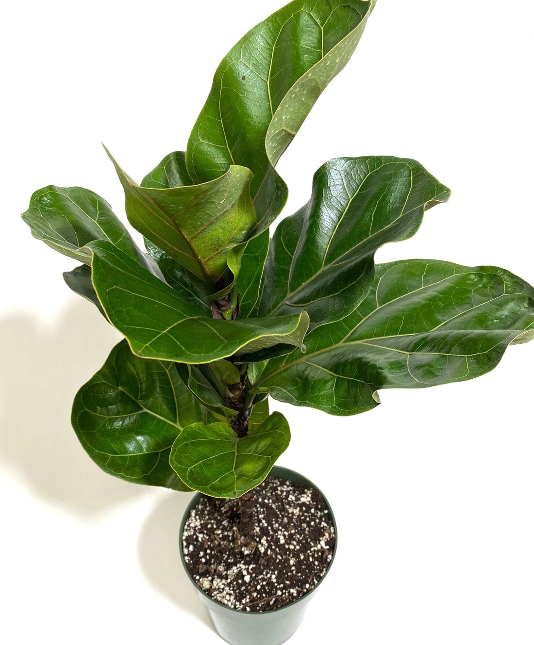 Ficus Multi Ficus Bambino Tree Form Multi, Fiddle Leaf Fig Tree – Eureka Farms